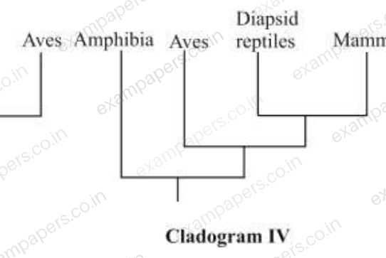 Diagram for Geology and Geophysics question 31 (figure 4)